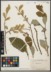 Foto von Salix aegyptiaca L.